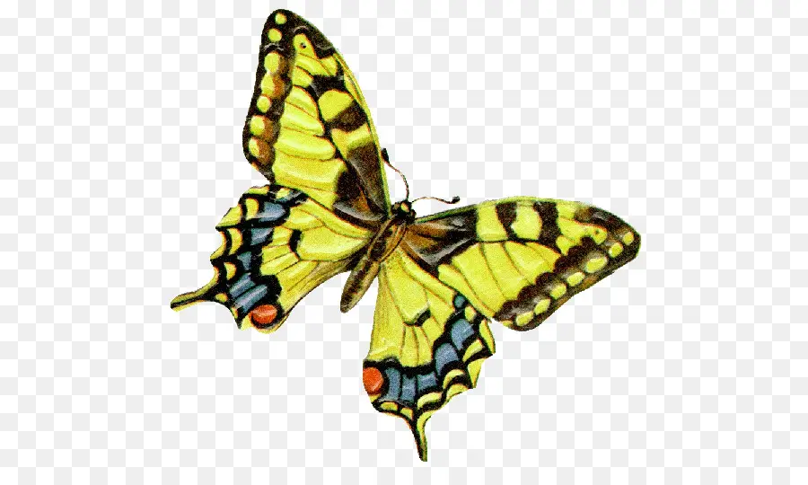 бабочка，бабочка Махаон PNG