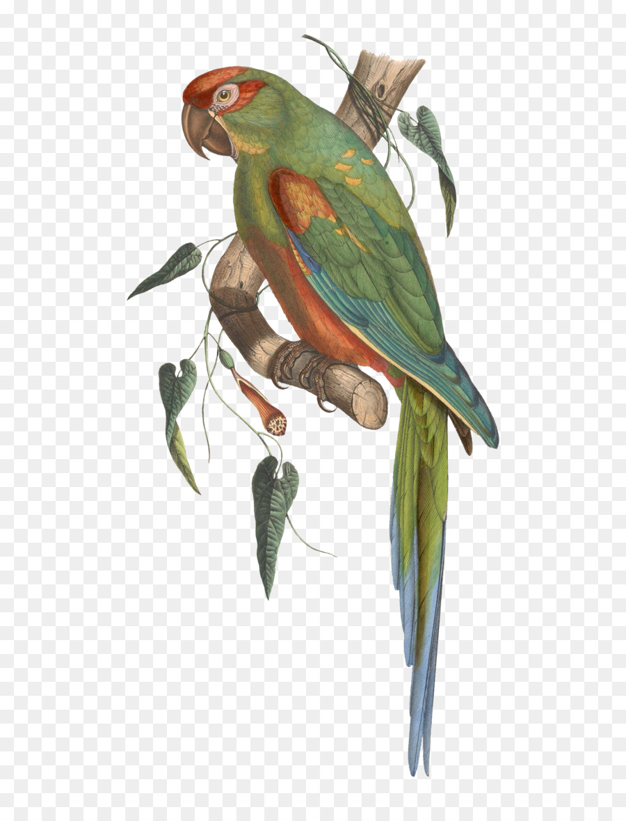 волнистый попугайчик，Ара PNG