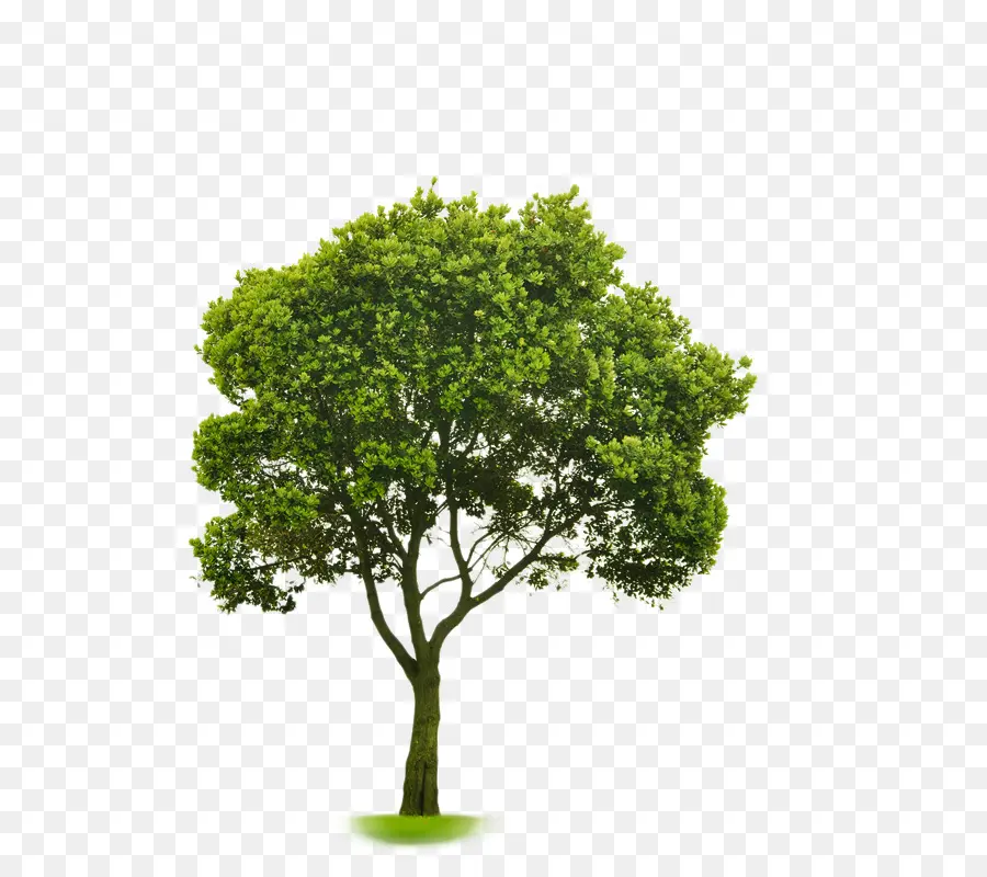 выбирая небольшие деревья，стоковая фотография PNG