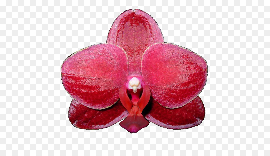 мотылек орхидеи，розовый M PNG