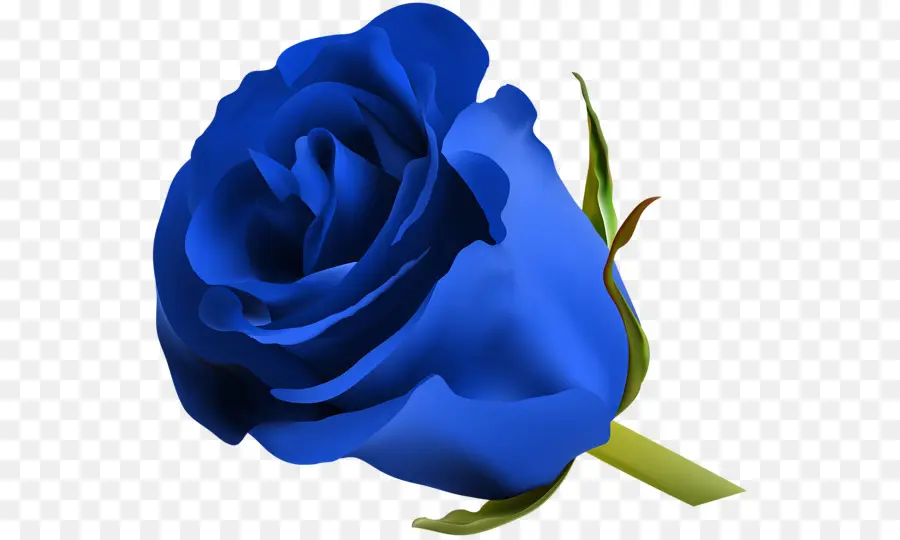 голубая роза，роза PNG