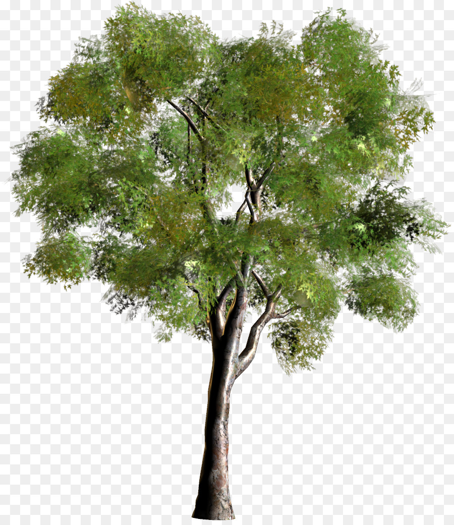 дерево，лес PNG