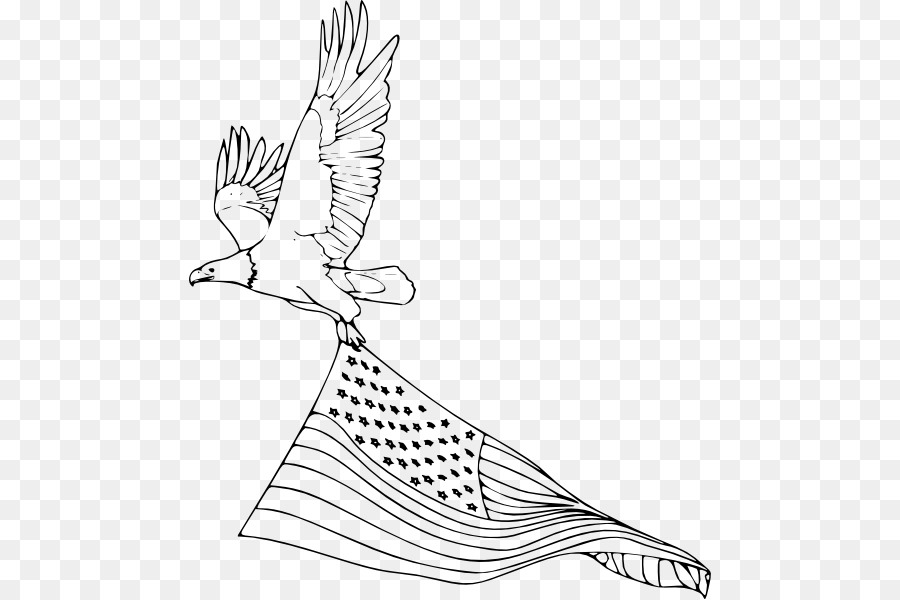 белоголовый Орлан，птица PNG