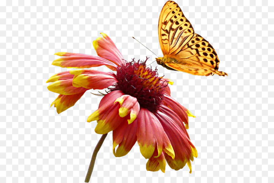 бабочка，цветок PNG