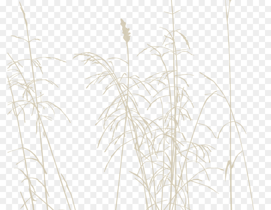прутик，травы PNG