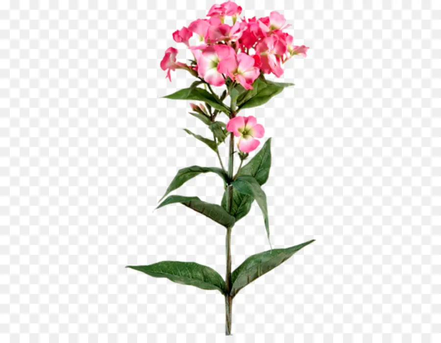 стебель растения，цветок PNG