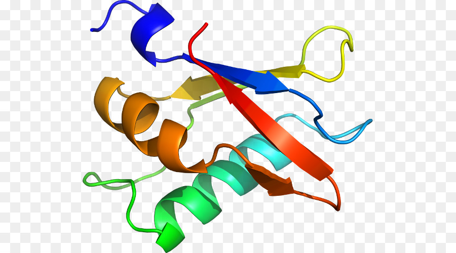 Структура белка，Биология PNG