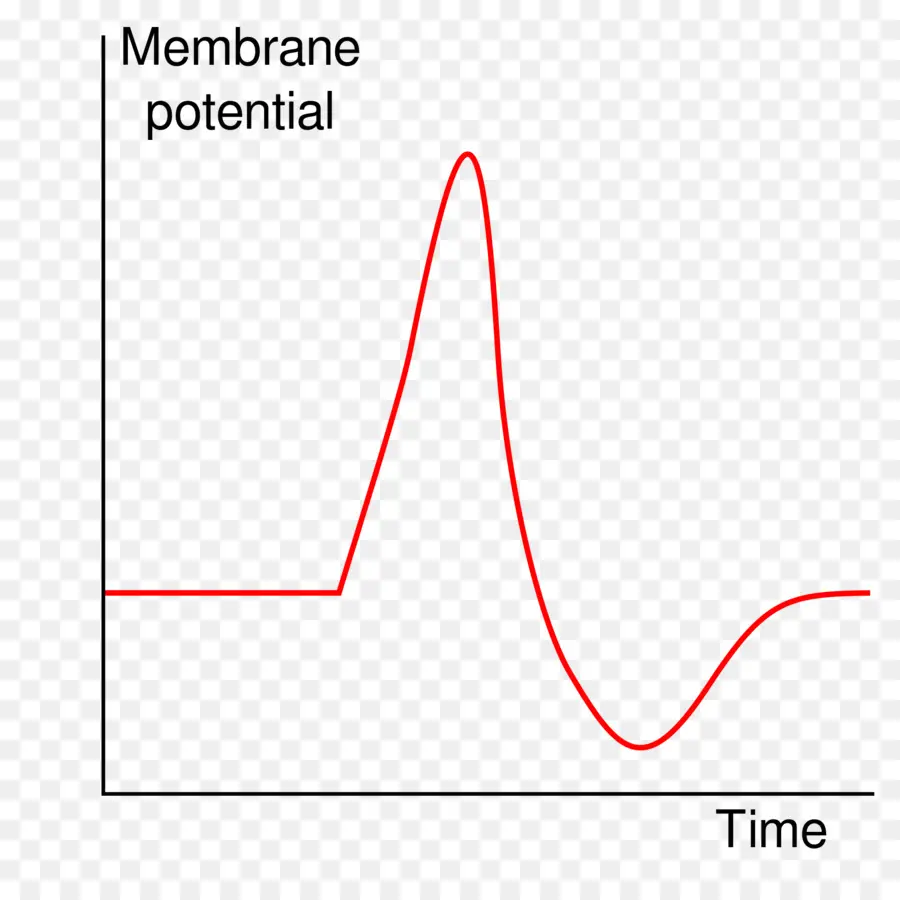 График мембранного потенциала，график PNG