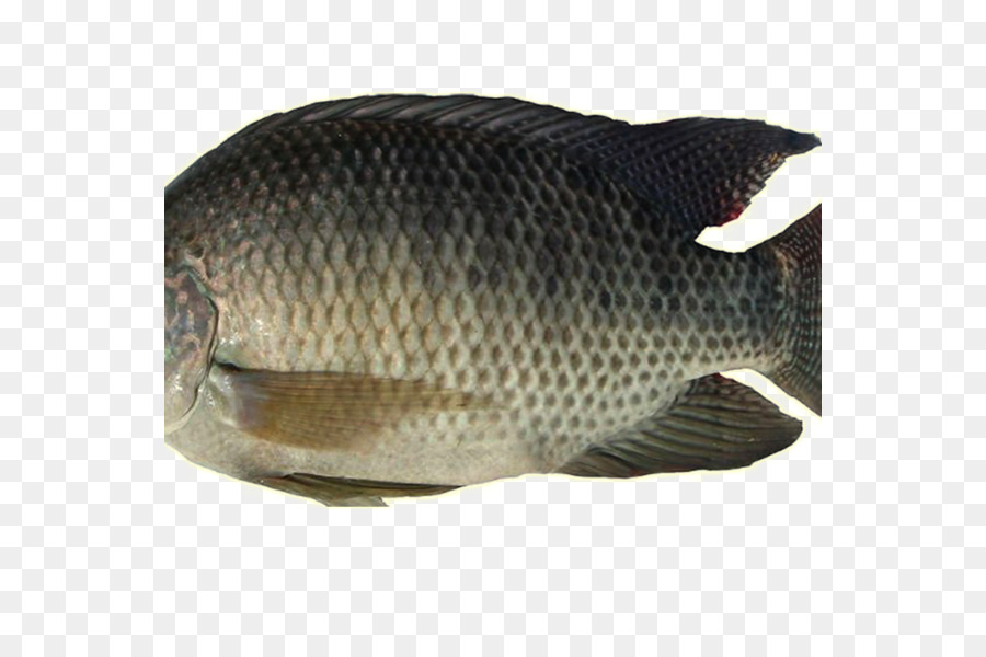 Рыба Тилапия Фото