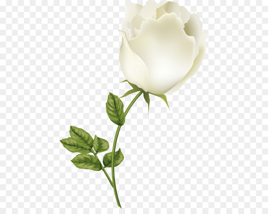 сад роз，розы сентифолии PNG