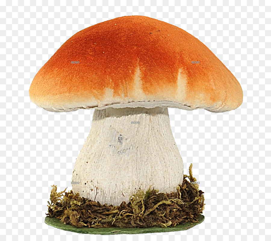 Fungus，мухомор красный PNG