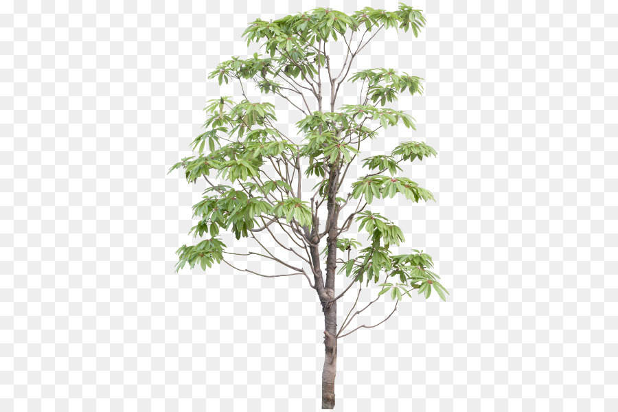 скачать，дерево PNG