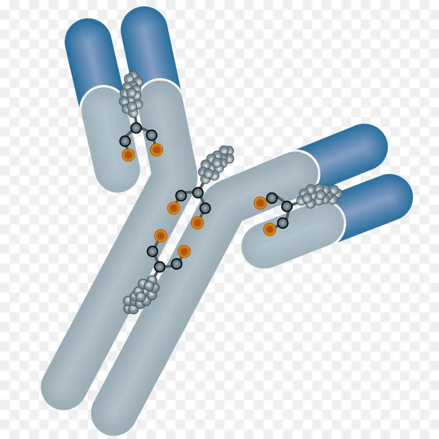конъюгат Antibodydrug，антитела PNG