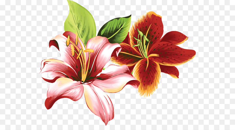 Лили，цветок PNG