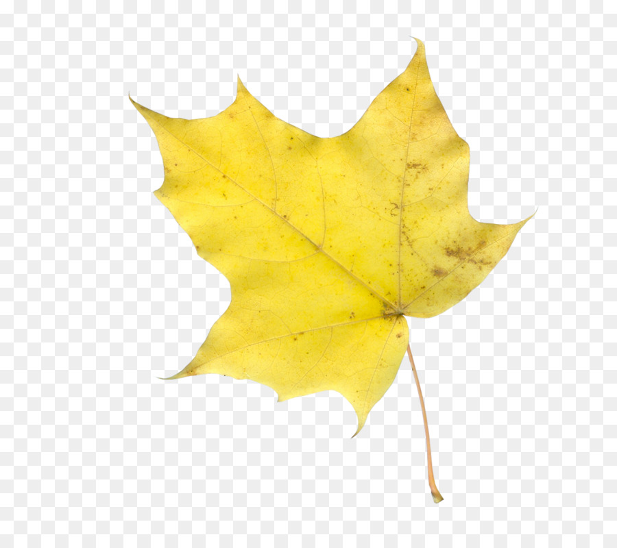 Легкий желтый лист. Желтые листья на прозрачном фоне. Листочки на прозрачном фоне. Листья на прозрачном фоне. Кленовый лист.