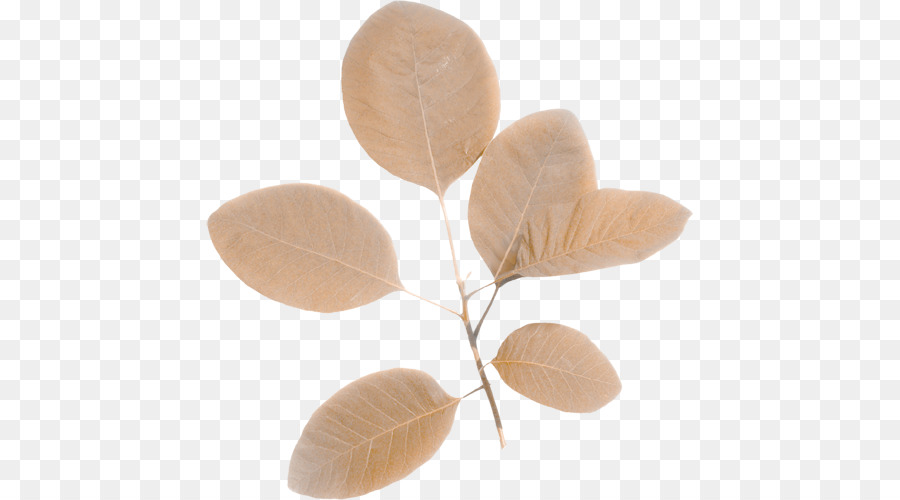 Beige Dry Flowers