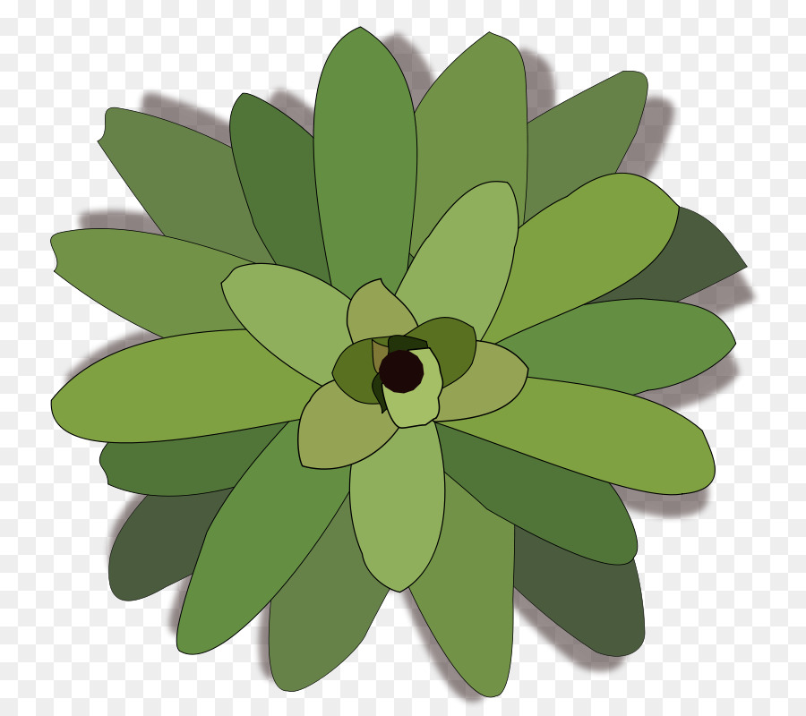 Бромелия，растение PNG