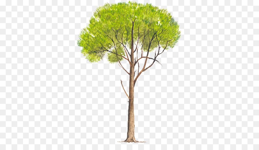 Pinus Radiata，Pinus Elliottii PNG
