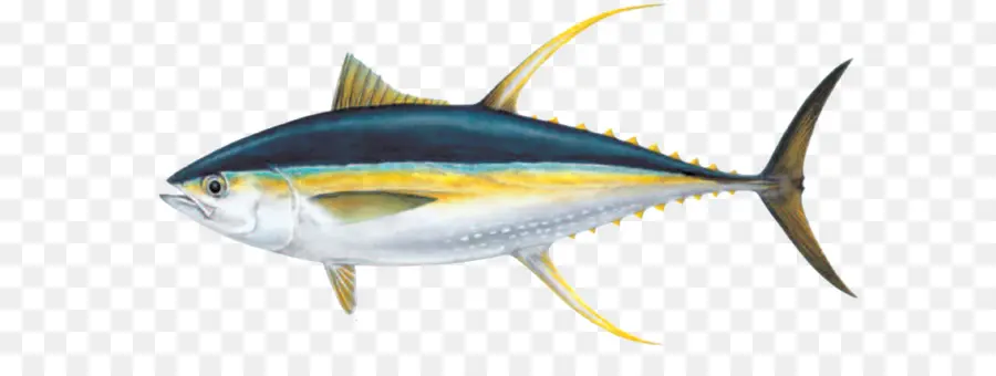 большеглазого тунца，длинноперый PNG