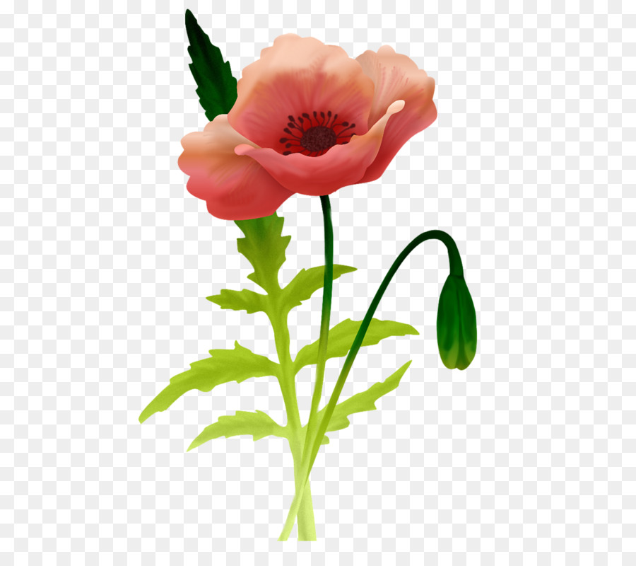 Poppy png. Цветок на стебле. Мак цветок на стебле. Маки на прозрачном фоне. Векторный Мак со стеблем.