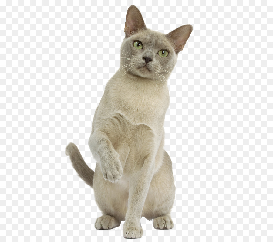 бирманская кошка，бурмилла PNG
