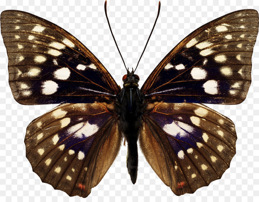 бабочка，Sasakia чаронда PNG