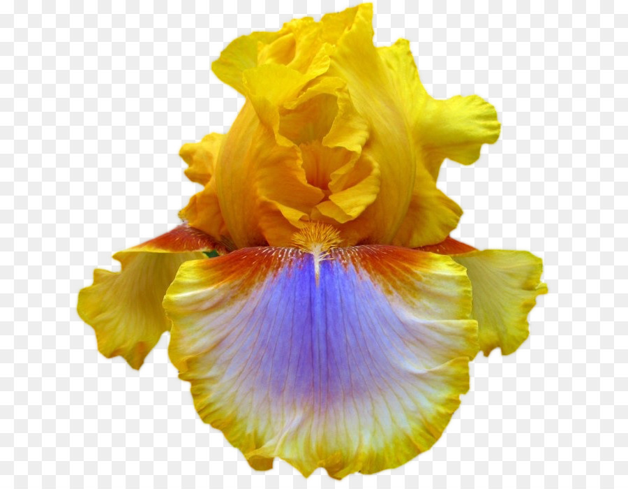 Айрис сибирики，цветок PNG