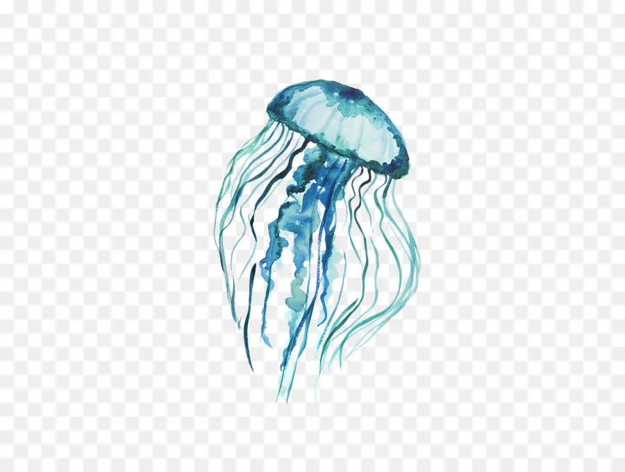 медузы，печать PNG