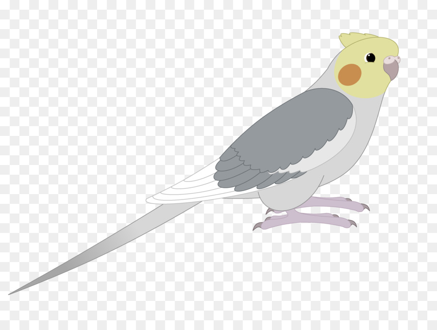 попугая，птица PNG
