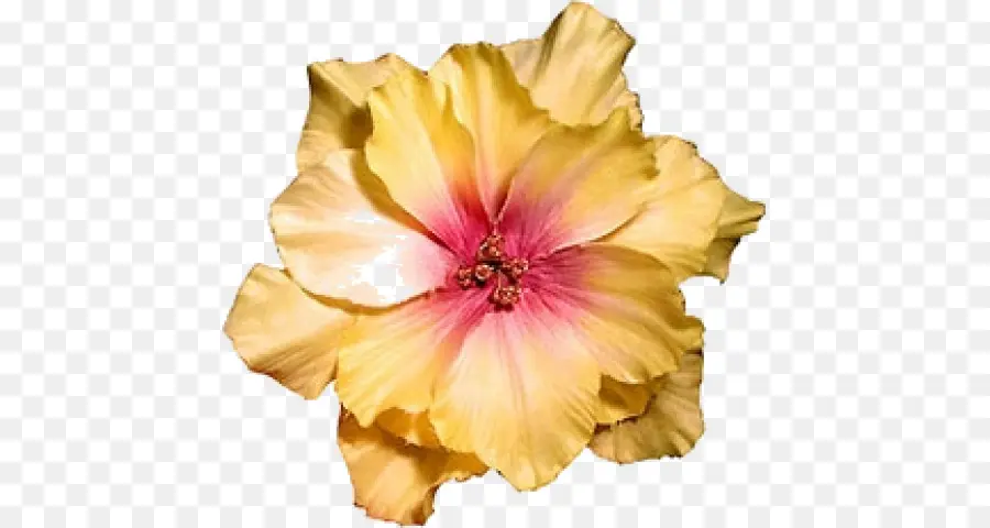 гибискус，цветок PNG