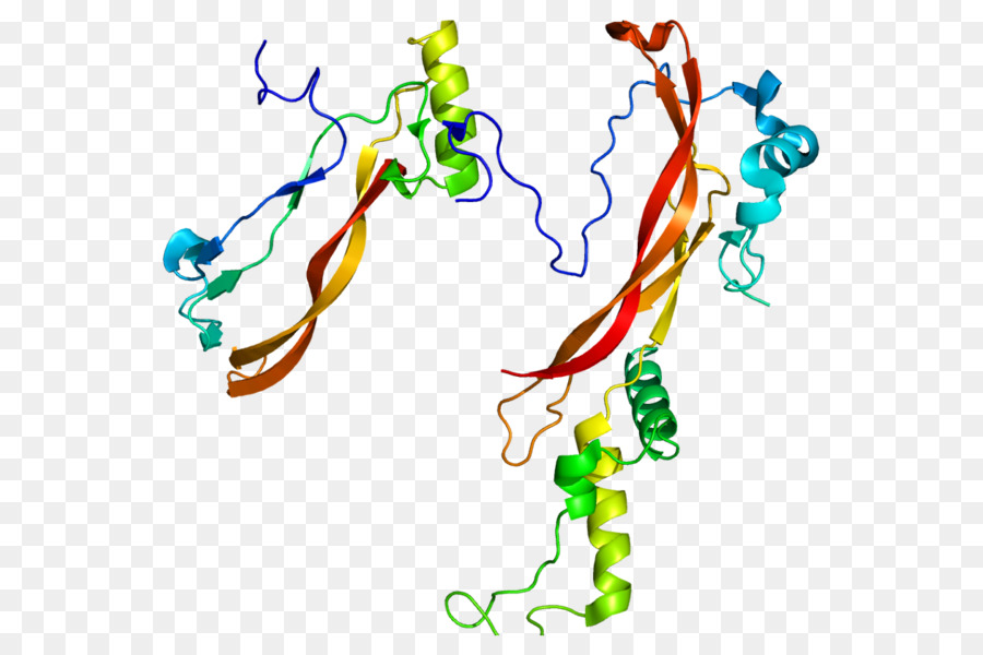 башка，костный морфогенетический белок PNG