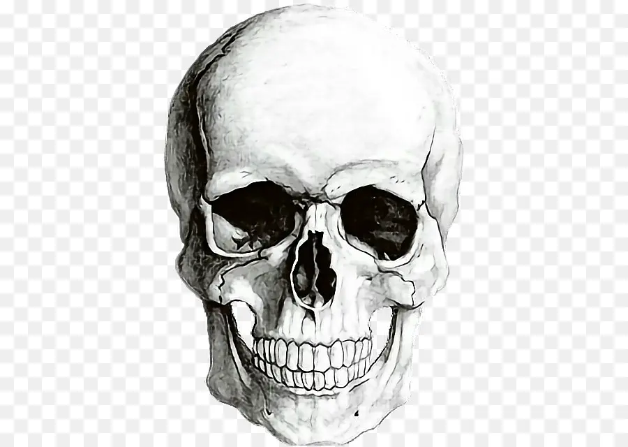 символизм человеческого черепа，ради PNG