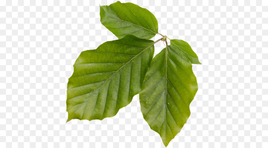 лист，листопадные PNG