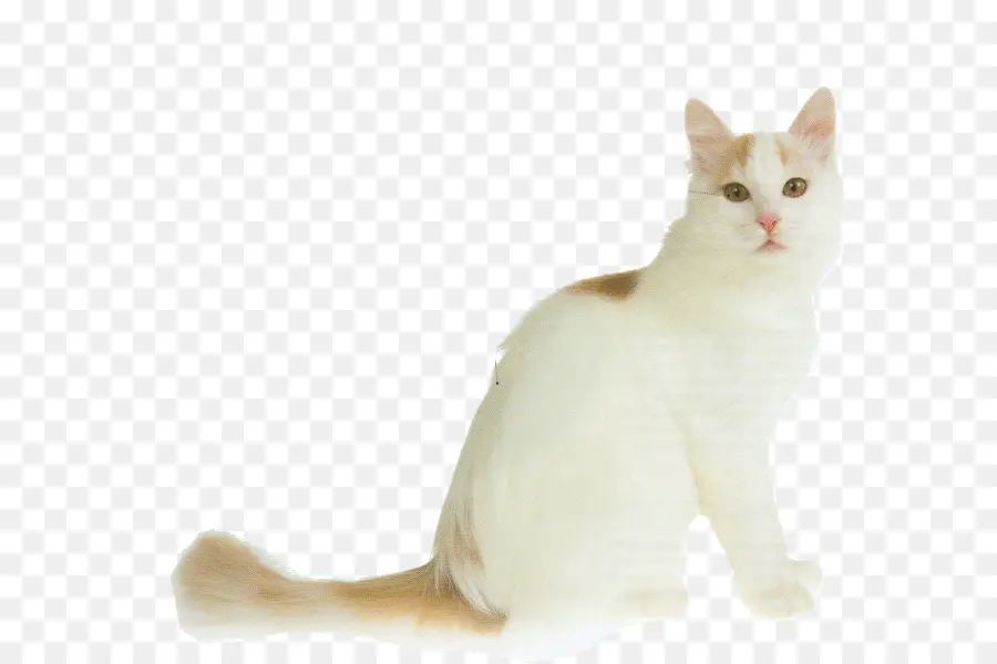 Белый кот，кошачий PNG