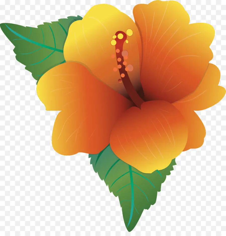 гибискус，цветок PNG