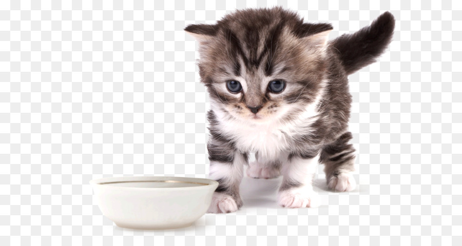 котенок，американская жесткошерстная кошка PNG
