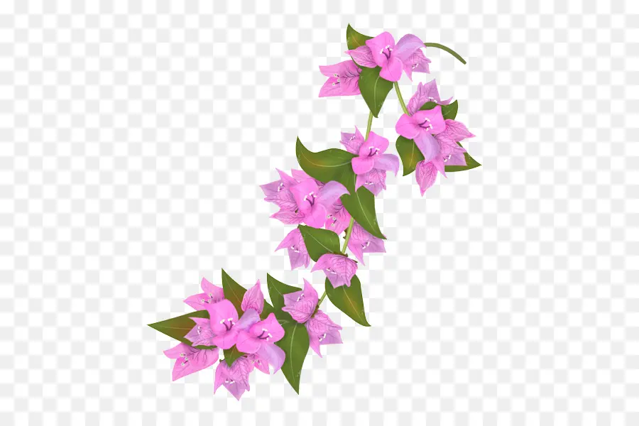 бугенвилии，цветок PNG
