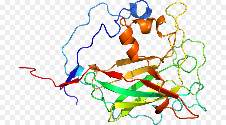 Структура белка，молекула PNG