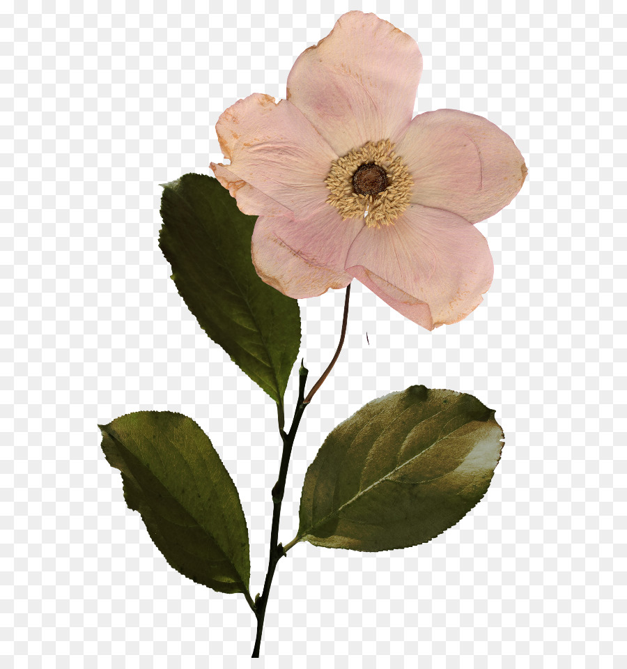 цветок，розы сентифолии PNG