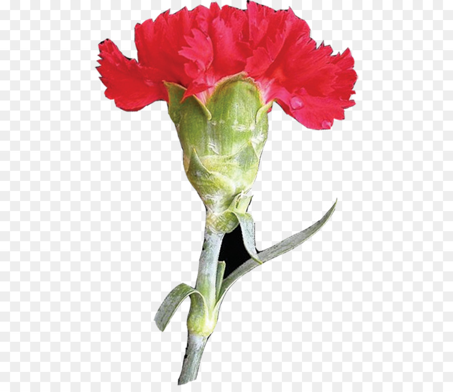 сад роз，гвоздика PNG