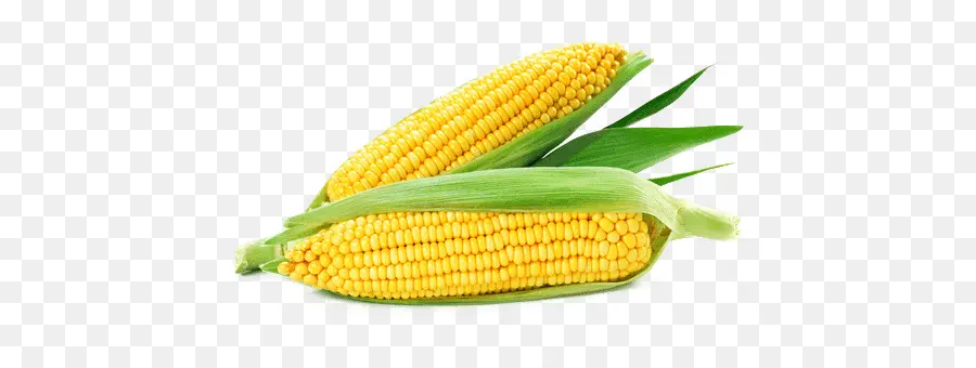 кукуруза в початках，кукурузы PNG