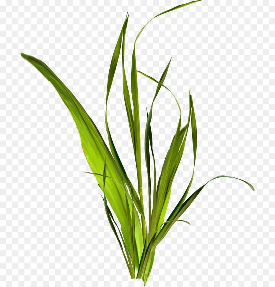 кустарник，травянистое растение PNG