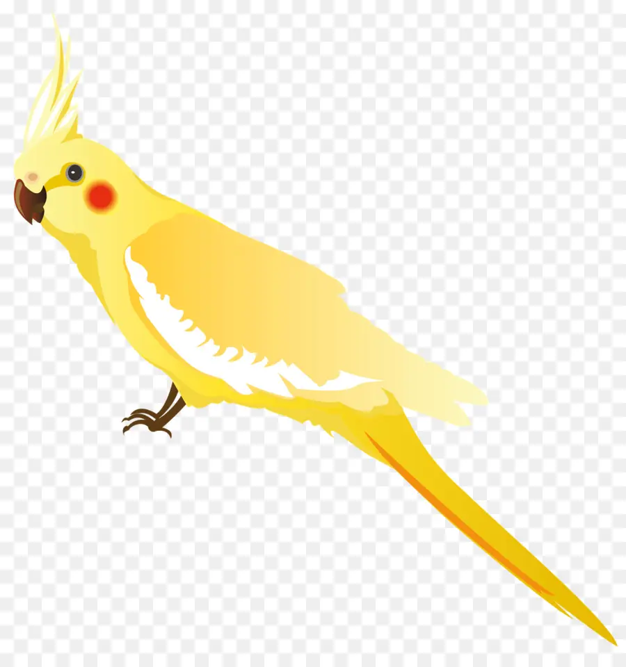 волнистый попугайчик，попугая PNG