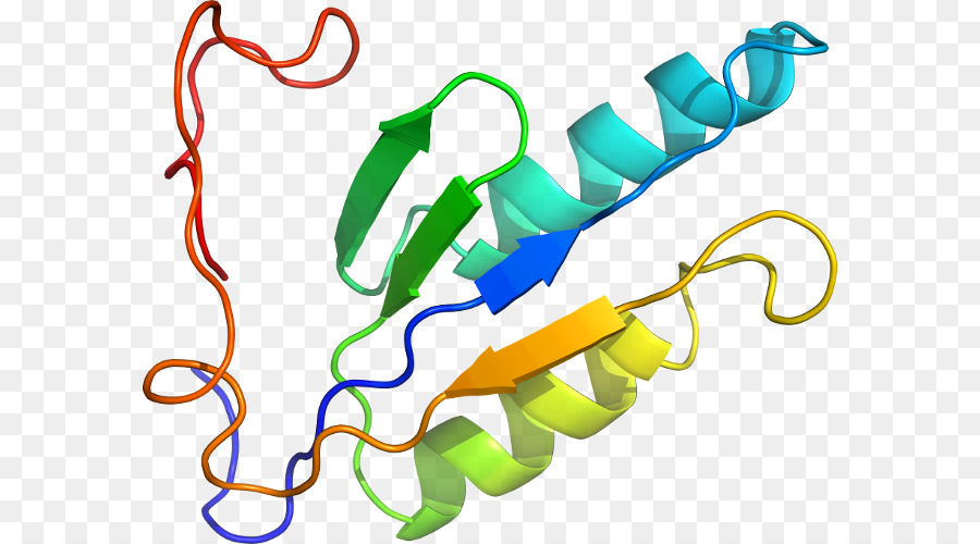 структура белка，молекула PNG