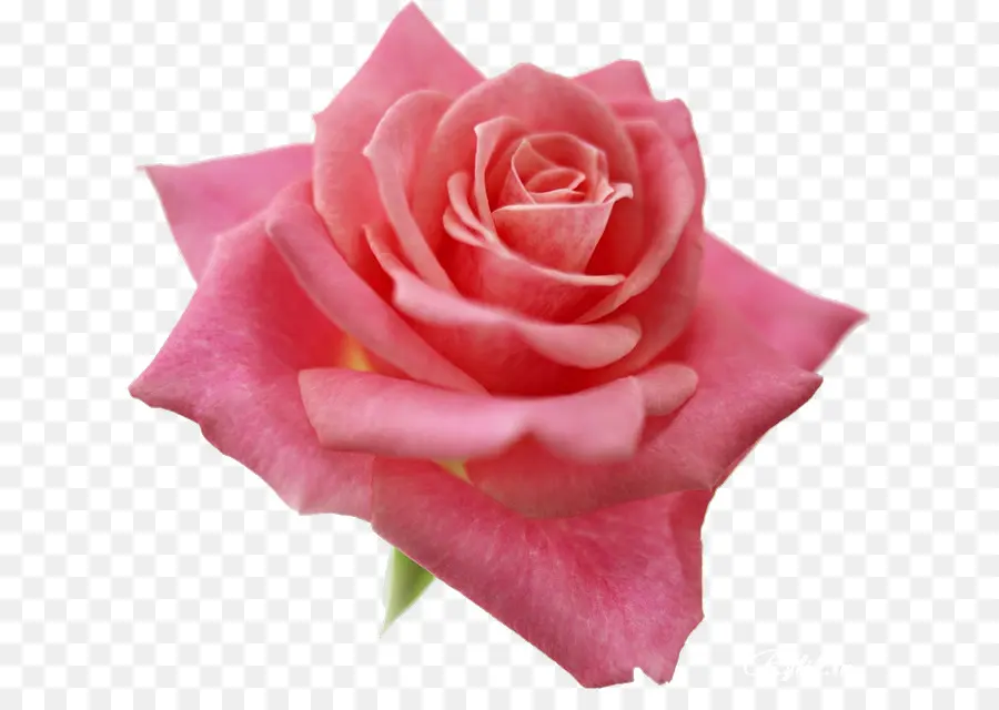 роза，лучшие розы PNG