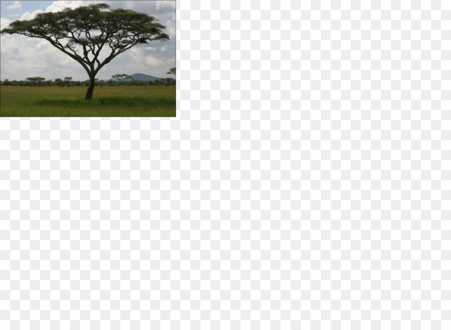 дерево，экосистемы PNG
