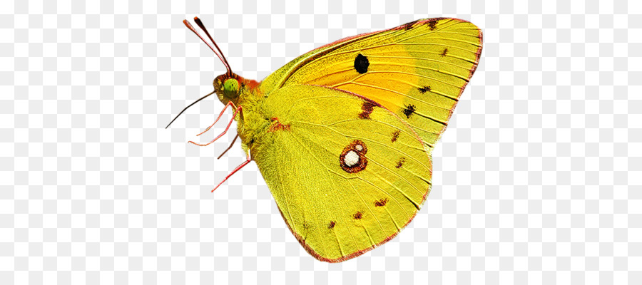 Бабочка лимонница рисунок. Бабочка лимонница крушинница. Бабочка капустница желтая. Жёлтая бабочка. Желтая бабочка на прозрачном фоне.