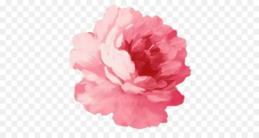 розовые цветы，цветок PNG