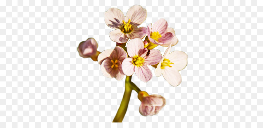 цветок，весна PNG