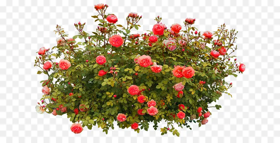 кустарник，роза PNG